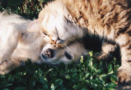 Animaux